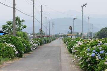 Obraz premium 紫陽花の風景