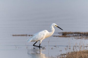 great white heron