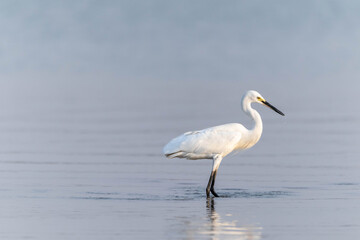 great white heron