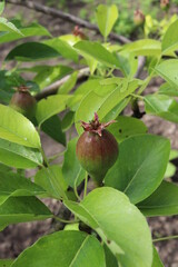 A bunch of pears in the tree. Benefits of pears. Blue sky Background