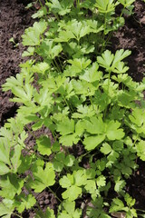 Spinach, dill and parsley in the garden. Salad greens. Summer harvest. Delicious food.