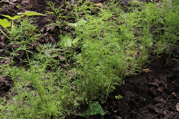 Spinach, dill and parsley in the garden. Salad greens. Summer harvest. Delicious food.
