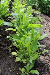 Spinach, dill and parsley in the garden. Salad greens. Summer harvest. Delicious food.