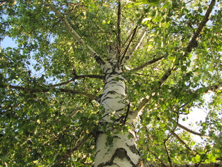 A young birch branch isolated against a blue background. Blue spring sky. Birch seeds and pollen