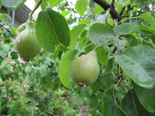 A bunch of pears in the tree. Benefits of pears. Blue sky Background
