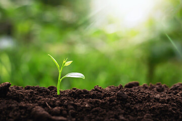 The growth of plants on the soil that has soft sunlight in the morning.