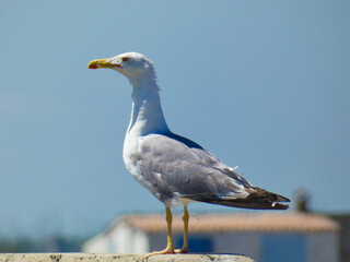 Magnificent yellow-legged gull (Larus michahellis) looking into the distance towards Port-Saint-Louis-du-Rhône near the Mediterranean sea in Provence in France