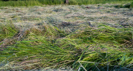 hay in the meadow in summer