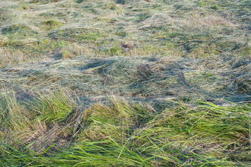 Fototapeta na wymiar hay in the meadow in summer