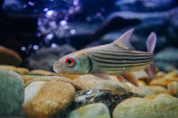 Hoven's carp (Leptobarbus hoevenii), also known as the mad barb or sultan fish swimming in aquarium tank.
