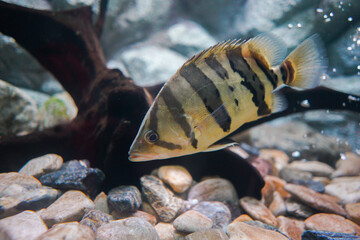 Datnioides undecimradiatus in aquarium