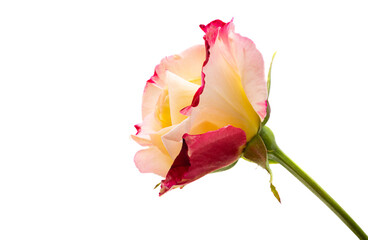 yellow-red rose isolated