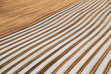 春の美瑛町 マルチシートが張られた丘の風景
