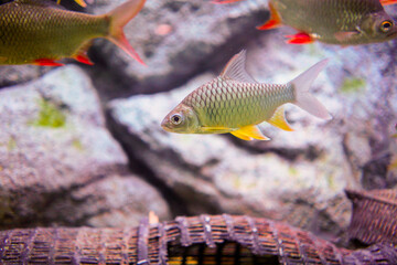 Common Silver Barb fish swimming in Aquarium, Thailand.