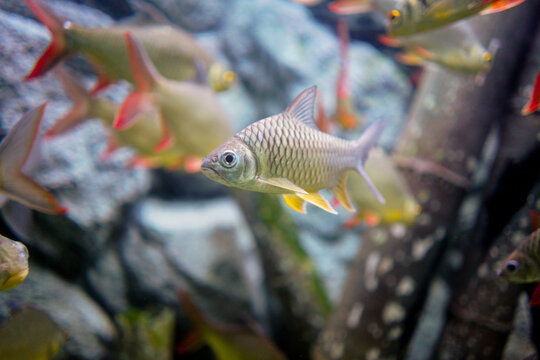 "Silver Barb" Images – Browse 115 Stock Photos, Vectors, and Video ...