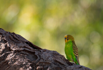 Budgerigar with copy space