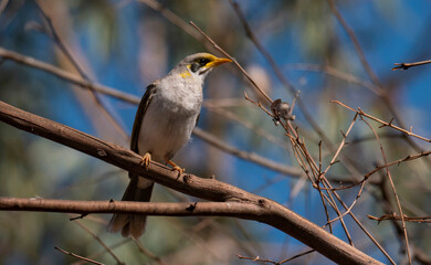 Yellow-throated Miner sitting on branch