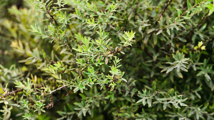 natural panoramic banner. thin twigs of a shrub with green leaves. summer garden