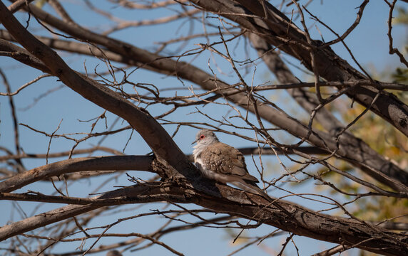 Diamond Dove perched in a tree