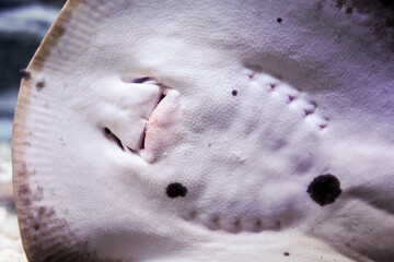 Obraz premium A stingray swimming through the camera