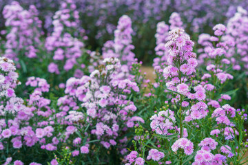 Close up purple Magaret flowers blooming in khao kho,Thailand.
