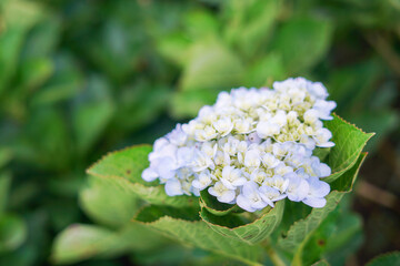 White Hydrangeas and green branches in farm Khao kho,Thailand.