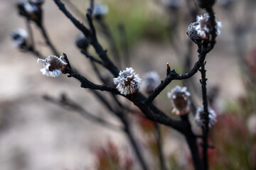 new life new growth of flower bud on burnt tree branch, new growth on tree after bush fires 