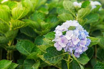 purple  Hydrangeas and green branches in the farm Khao kho,Thailand.