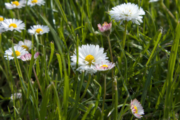 Summer field with grass and flowers, small daises artistic partial focus and blurred background