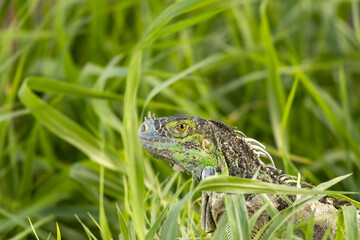 Primer plano de una iguana en la hierba