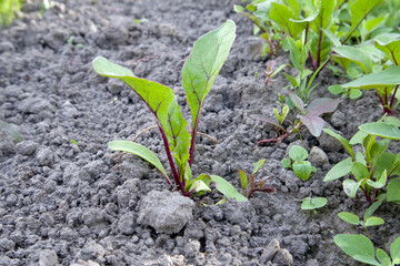 Young sprouts in garden. Beet shoots neatly thinned out in the sun Bed of red beet in the garden and green beet leaves
