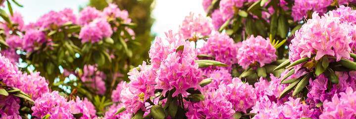 banner. Beautiful blooming pink Azalea - flowering shrubs in the genus Rhododendron. Pink, summer flower background