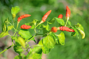 pepper in my farm of home Phetchabun,Thailand.