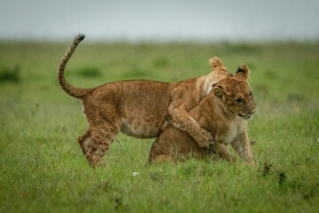 Lion cub tackles another sitting in grass