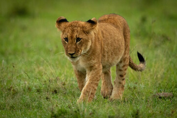 Lion cub walking across grass raising paw