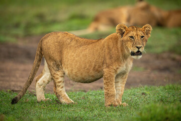 Obraz na płótnie Canvas Lion cub stands on short grass staring
