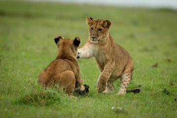 Fototapeta na wymiar Lion cub stands slapping another in grass