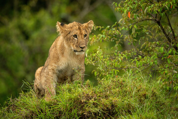 Obraz na płótnie Canvas Lion cub sits on mound staring ahead