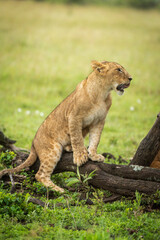 Fototapeta na wymiar Lion cub sits on log in grassland