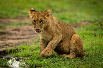 Lion cub sits on grass lifting paw