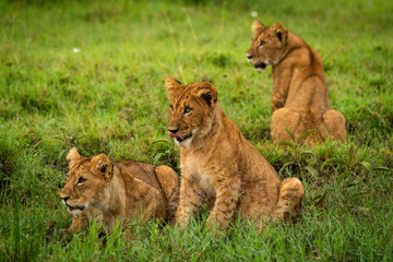 Lion cub sits in grass with others