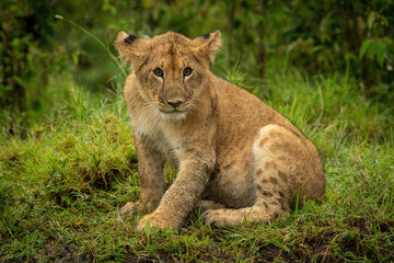 Fototapeta na wymiar Lion cub sits in grass watching camera