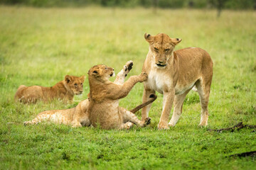 Fototapeta na wymiar Lion cub sits lifting paws by mother