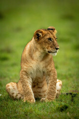 Lion cub sits in wet grass staring
