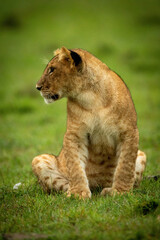 Obraz na płótnie Canvas Lion cub sits in grass turning left