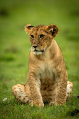 Obraz na płótnie Canvas Lion cub sits in grass staring left
