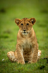 Lion cub sits in grass staring ahead