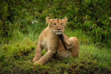 Obraz na płótnie Canvas Lion cub sits in grass scratching jaw