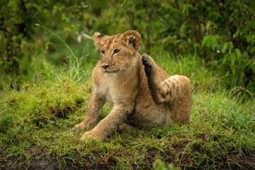 Lion cub sits in grass scratching neck