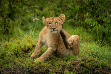 Lion cub sits in grass scratching head